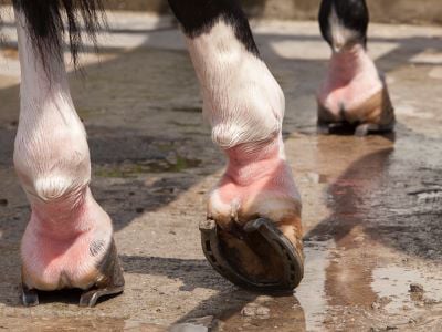 Horse with white/ pink lower legs. 